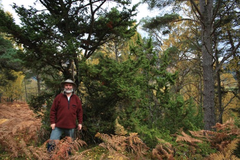 Alan Watson Featherstone with juniper, pine & birch in autumn